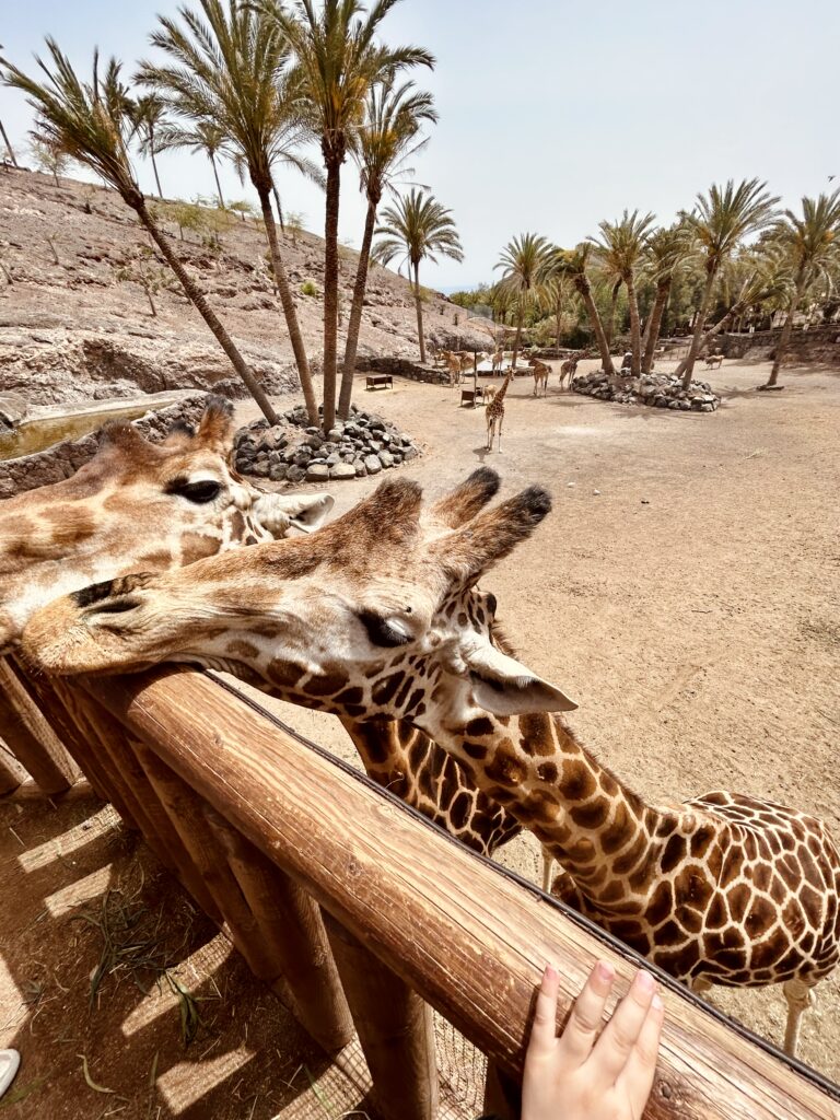 oasis wildlife fuerteventura
